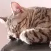 kilionmi