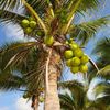 coconut4life
