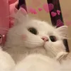 meothicbunbox
