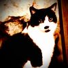 amlost_