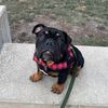 zekethebulldog_