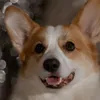 Ann.joy.corgi