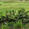 cilisacuan