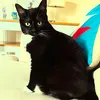 mooncatminerva