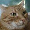meowing5