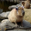 capybara70071