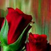 subhani_11