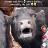 capybarabruh.md