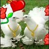 jibon.nahar56