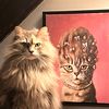 meridacatprincess
