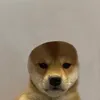Tanner kok