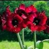 mohammadd432