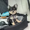 thor_the_chihuahua