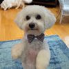 plentyofpaws