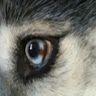puppyloverp7