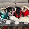 simba.the.pug1