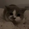 mhmrose_