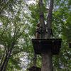 in_trees