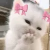 justsmilla1