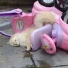 idrivehonda