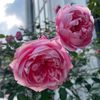 ngoc_nguyen1184