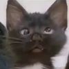 FunnyDabby