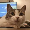 mrloweffortvids