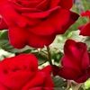 user191800245