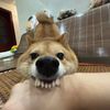 kwhauwk