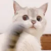 kkkv18