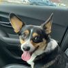 theofficedogs