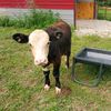 cattlegirlkatie