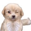 ruju_randoms