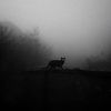 _theblackcatt