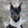 doberman_danya