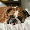 Norithecutebully