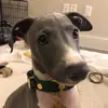 luca_the_iggy