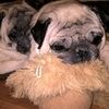 dogshelppiter