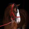 Lille Valley‘s Clydesdales