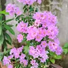hoa.qunh6