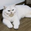 mommycutiecat