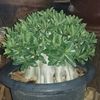 paingthuhtwe0