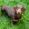 millieminidachshund