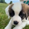 st_bernard_sadie