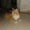 aniy800