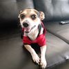 chihuahuahaku