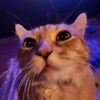 lordmaxipoo