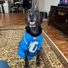 lordlandoggio