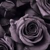 elimery_88