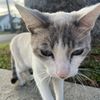 mewsaccessories